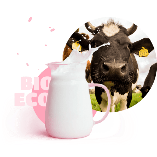 Picture of a cow.